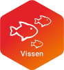 Vissen Vissen